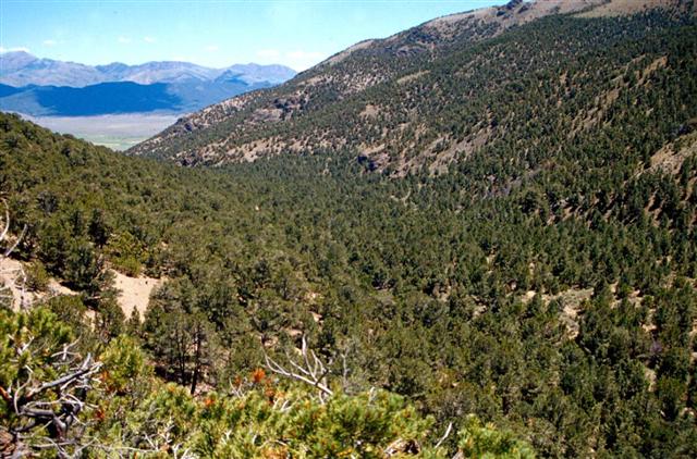 PinyonPinesJuniperTrees